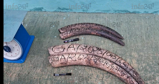 Gabon&nbsp;: Deux trafiquants d’ivoire arrêtés en flagrant délit à Makokou