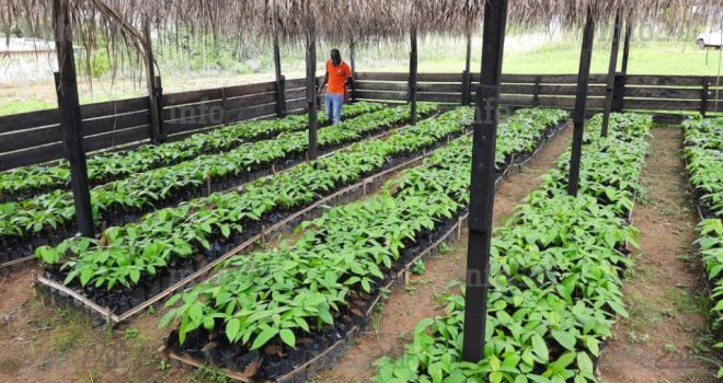 Développement rural&nbsp;: la Caistab s’établit à Medouneu