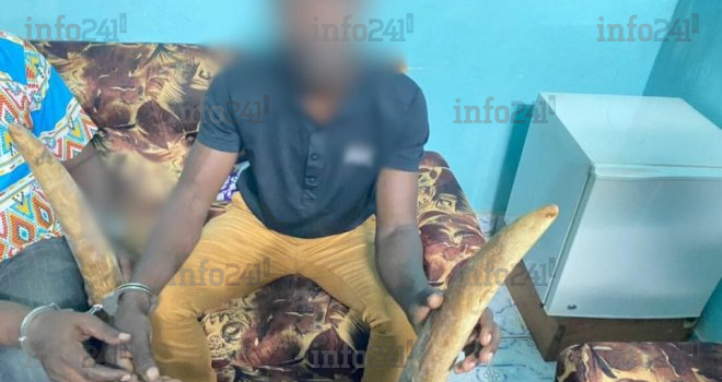 Mitzic&nbsp;: Deux trafiquants d’ivoire mis aux arrêts par la police gabonaise