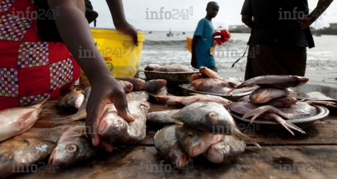 Le CTRI annonce 200 nouveaux postes budgétaires pour stimuler l’agriculture et la pêche au Gabon