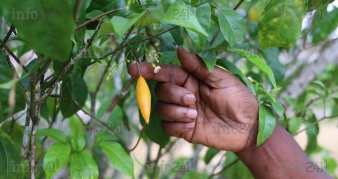 Savoirs ancestraux volés&nbsp;: Le Gabon doit réagir face à la biopiraterie&nbsp;!
