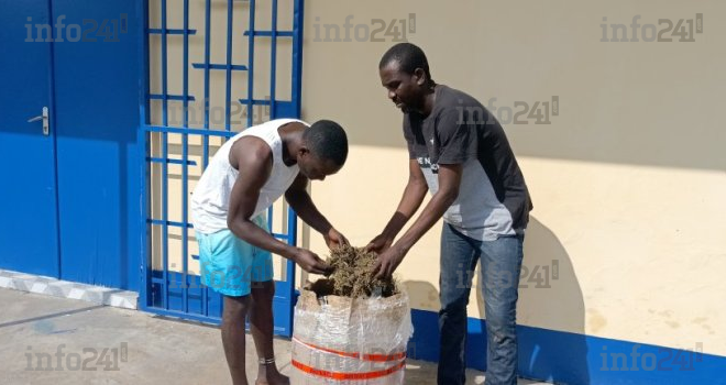 Gabon&nbsp;: Deux jeunes trafiquants de cannabis pris en flagrant délit avec plus de 12 kg de drogue